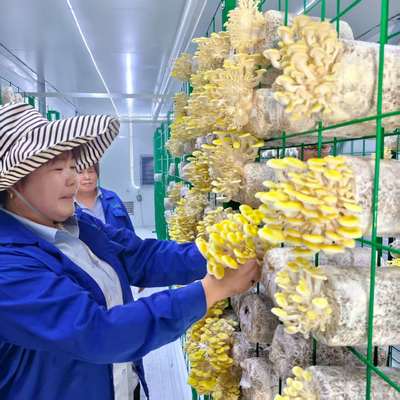 Intelligente paddenstoelcontainer voor het kweken van paddenstoelen Innovatief ontwerp