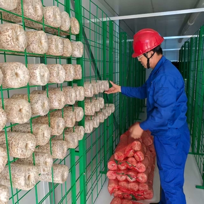 Precies reguleren temperatuur Vochtigheid Ventilatie Verlichting Champignon Container