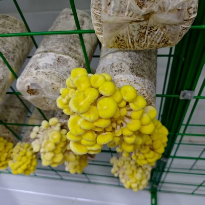 Precies reguleren temperatuur Vochtigheid Ventilatie Verlichting Champignon Container