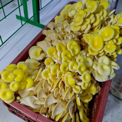 Precies reguleren temperatuur Vochtigheid Ventilatie Verlichting Champignon Container