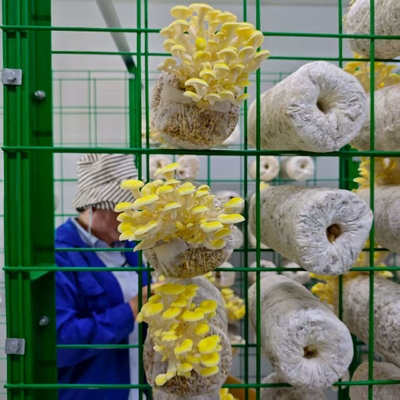 Precise Environmental Control Mushroom Cultivation Container (Precieze milieucontrole)