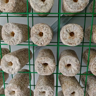 Precise Environmental Control Mushroom Cultivation Container (Precieze milieucontrole)
