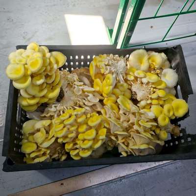 Container voor het kweken van paddenstoelen met een hoge productie-efficiëntie