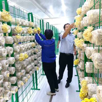 Container voor het kweken van paddenstoelen met een hoge productie-efficiëntie